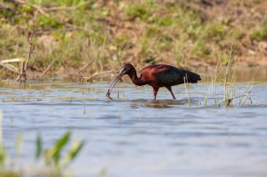 big water bird feeding in the pond, Glossy Ibis, Plegadis falcinellus