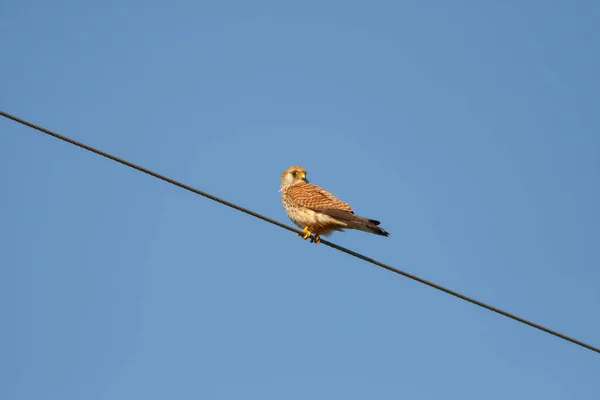 Bird Watching Wire Common Kestrel Falco Tinnunculus — Stock Photo, Image