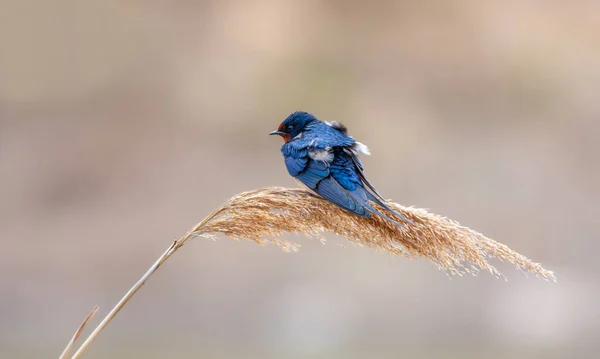 Malý Ptáček Rákosí Barn Swallow Hirundo Rustica — Stock fotografie