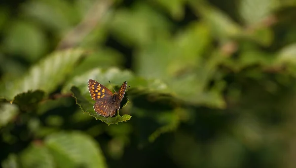 Petit Papillon Sur Feuille Duc Bourgogne Hamearis Lucina — Photo