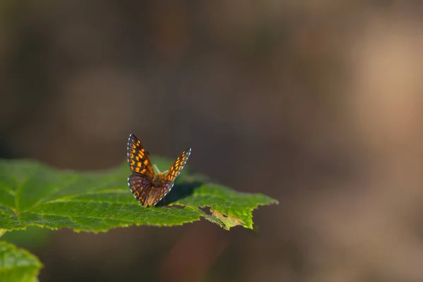 Крошечная Бабочка Листе Герцог Бургундии Хамирис Люсина — стоковое фото