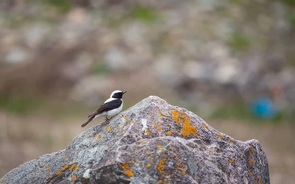 Petit Oiseau Observant Autour Sur Pierre Wheatear Finsch Oenanthe Finschii — Photo