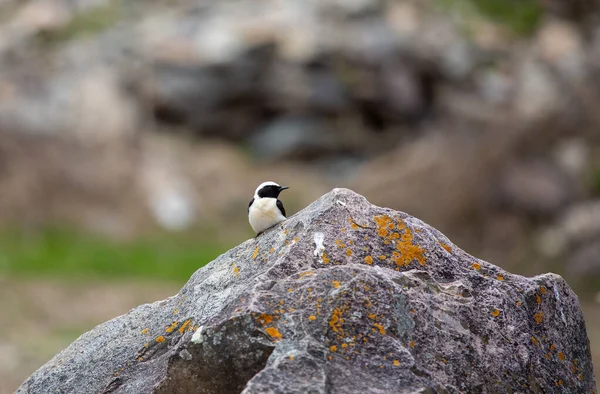 little bird watching around on the stone, Finsch`s Wheatear, Oenanthe finschii