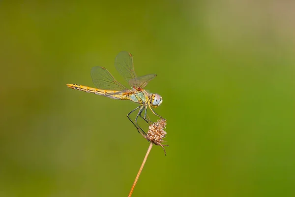 Anisoptera Dragonfly Sits Stalk Meadow — Stock fotografie