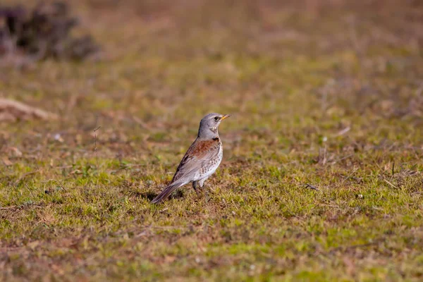 Птах Дивиться Траву Fieldfare Turdus Pilaris — стокове фото