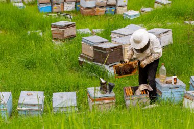 Arılarla dolu bir bal peteği tutan bir arı yetiştiricisinin yakın çekimi. Arıcılık.