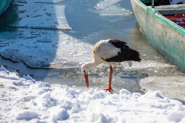 Storch Winter Und Zugefrorener See Beysehir Konya — Stockfoto