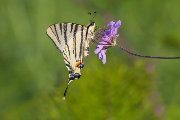 Большая Бабочка Пытается Цепляться Сухую Траву Scarce Swallowtail Iphiclides Podalirius — стоковое фото