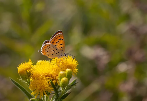 Pequeña Mariposa Naranja Sobre Flor Amarilla Cobre Ardiente Menor Lycaena — Foto de Stock