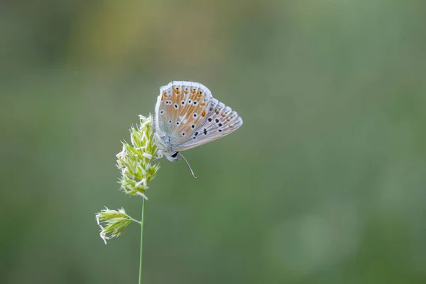 Großer Blauer Schmetterling Und Grüner Hintergrund Adonisblau Polyommatus Bellargus — Stockfoto