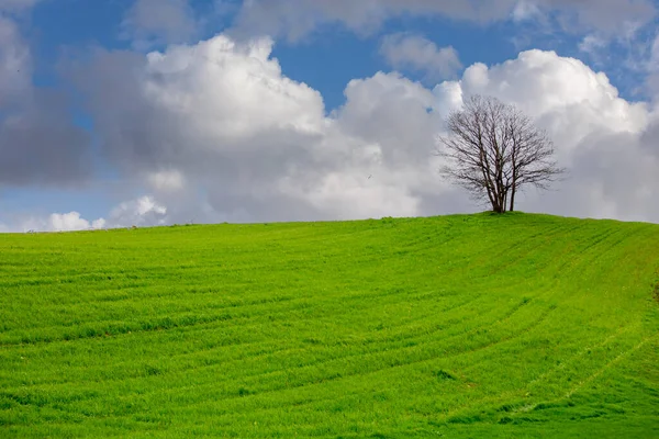 single tree green ground and blue sky