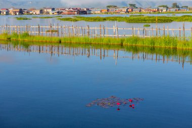 Pembe nilüfer çiçeği ya da suda yüzen nilüfer çiçeği