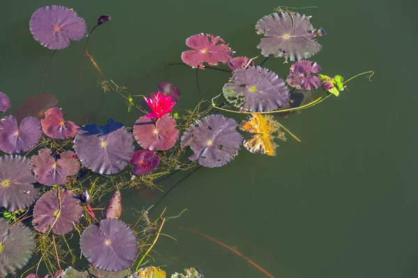 Flor Lótus Rosa Lírio Água Flutuando Água — Fotografia de Stock