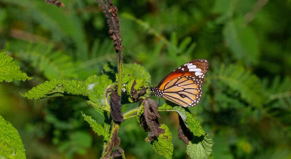 Mariposa Tropical Posada Sobre Hojas Bosque — Foto de Stock