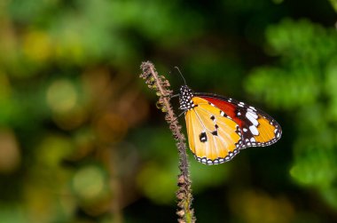 tropical butterfly perched on leaves in the forest
