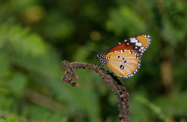 Tropical Butterfly Perched Leaves Forest — Foto Stock