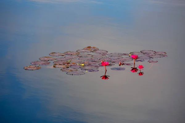 Pink Lotus Flower Water Lily Floating Water Myanmar — 图库照片