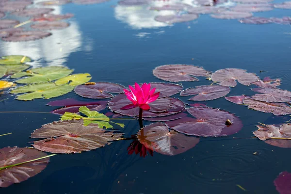 Fleur Lotus Rose Lys Eau Flottant Sur Eau Myanmar — Photo