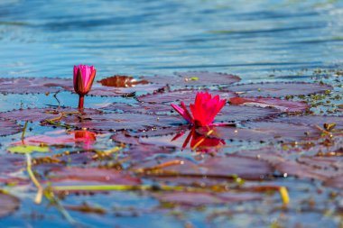 Pembe Lotus Çiçeği ya da Su Zambağı Suda Yüzüyor, Myanmar