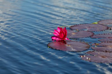 Pembe Lotus Çiçeği ya da Su Zambağı Suda Yüzüyor, Myanmar