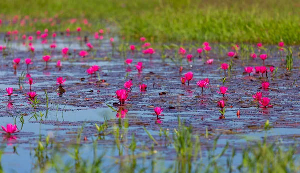 Fleur Lotus Rose Lys Eau Flottant Sur Eau Myanmar — Photo