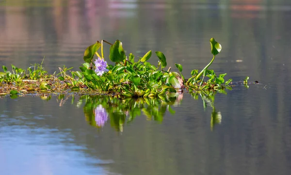 Eichhornia Crassipes Common Water Hyacinth Flower Blossomed Pond Wild Grasses Royalty Free Stock Photos
