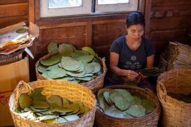 INLE GÖLÜ, MYANMAR - 19 ARALIK 2016: Myanmar 'daki Nam Pam köyündeki bir el sanatları atölyesinde geleneksel Cheroot purolarını yuvarlayan kadınlar