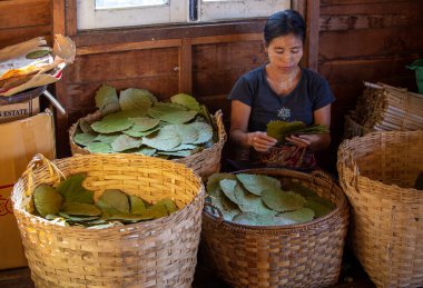 INLE GÖLÜ, MYANMAR - 19 ARALIK 2016: Myanmar 'daki Nam Pam köyündeki bir el sanatları atölyesinde geleneksel Cheroot purolarını yuvarlayan kadınlar