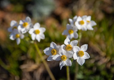 Anemone narsiflora, Ranunculaceae. Yazın vahşi bitki vuruşu..