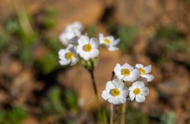 Anemone narsiflora, Ranunculaceae. Yazın vahşi bitki vuruşu..