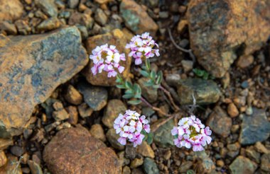 Tarlada beyaz İberis çiçeğinin sığ bir odağı (Iberis simplex)