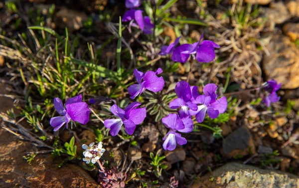 Wild Violet Blooming Spring Purple Flowers Closeup Viola Gracilis — Stock Photo, Image