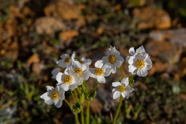 Anemone Narcissiflora Ranunculaceae Wild Plant Shot Summer — Stock Photo, Image