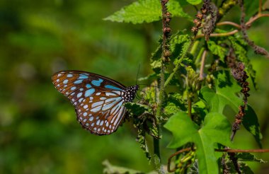 tropical butterfly perched on leaves in the forest
