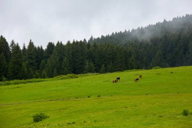 Giresun Eyaleti, Kulakkaya Dağlık Toprakları Dağlık Topraklardaki doğa, evler ve hayvanlar