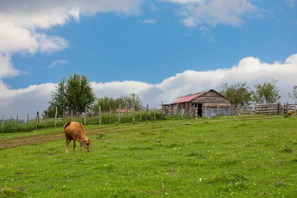 Giresun Provinz Kulakkaya Hochland Üppige Natur Und Häuser Und Tiere — Stockfoto
