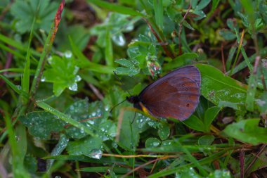 Güzel esmer İskoç; erebia aethiops