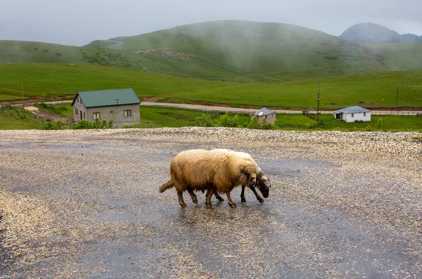 Giresun Provinz Kulakkaya Hochland Üppige Natur Und Häuser Und Tiere — Stockfoto