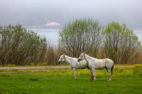 Twee Witte Paarden Een Mistig Bos Bolu Turkije — Stockfoto