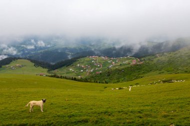 Giresun Eyaleti, Kulakkaya Dağlık Toprakları Dağlık Topraklardaki doğa, evler ve hayvanlar