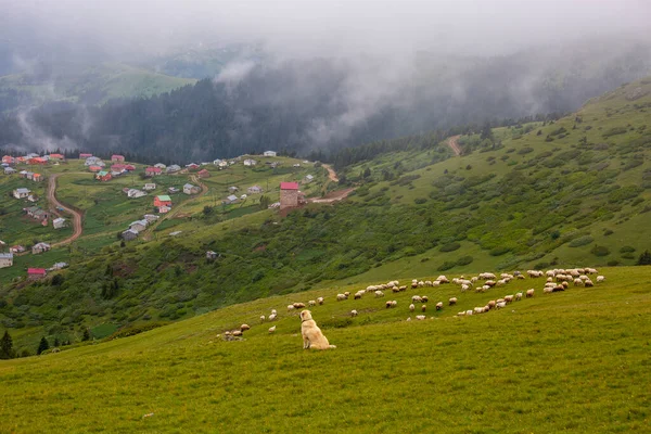 Giresun Province Kulakkaya Hoogland Weelderige Natuur Huizen Dieren Het Hoogland — Stockfoto