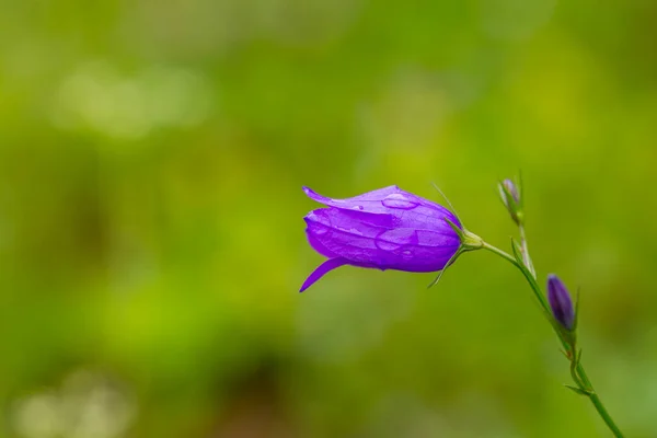 stock image Blooming blue Creeping bellflower or rampion bellflower (Campanula rapunculoides) in the field (garden).