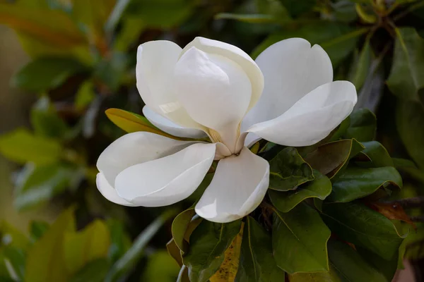 Όμορφο Και Κομψό Λουλούδι Μανόλια Φύσηξε Όμορφο Λουλούδι Μανόλια Ένα — Φωτογραφία Αρχείου