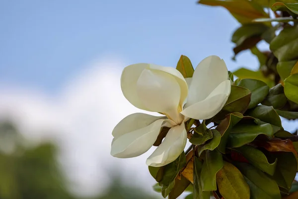 美しく優雅なマグノリアの花緑の葉を持つ木に美しいマグノリアの花を咲かせます マグノリアの木 開花樹 写真の壁紙 チューリップ状のマグノリア — ストック写真