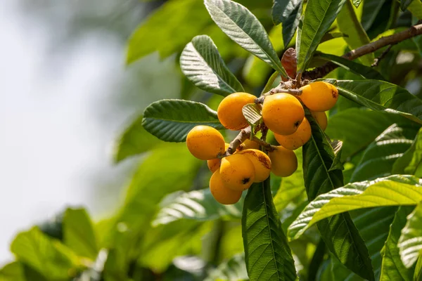 stock image close up loquat fruits and tree in nature