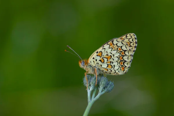 Gran Mariposa Sobre Hierba Verde Fritillary Knapweed Melitaea Phoebe — Foto de Stock