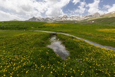 Berelan yaylası, karlı dağ manzarası ve çiçek açan yer, Hakkari, Türkiye