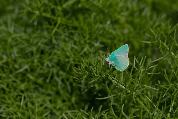 Зеленая Маленькая Бабочка Зелёная Прядь Пфайффера Каллофрис Паула — стоковое фото