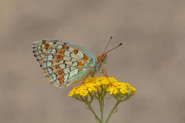 Gran Mariposa Sobre Flor Amarilla Fritillary Niobe Niobe Argynnis — Foto de Stock
