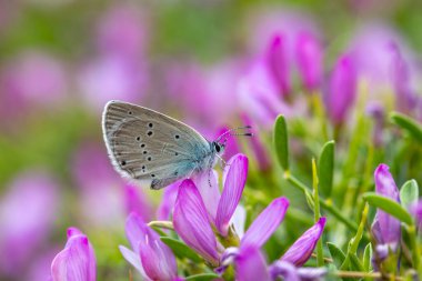 Mor çiçeklerle beslenen küçük mavi kelebek Staudinger 's Blue, Cupido Staudingeri